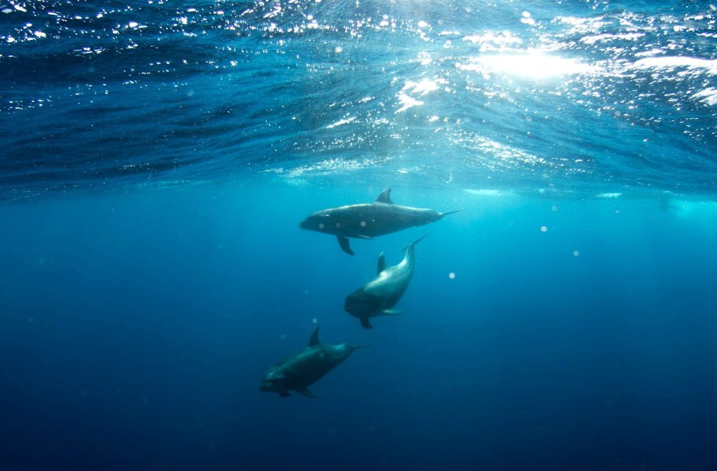 Dolphin & Whale Watching